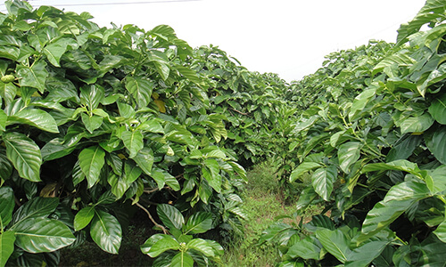 禾津濃場-諾麗(noni)果園