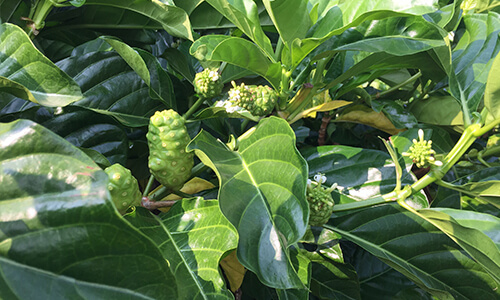 禾津濃場-果園結實纍纍諾麗果(noni)果實