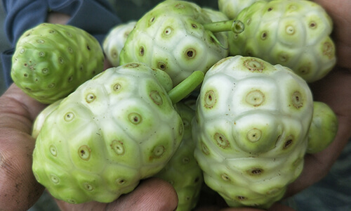 禾津濃場-現採諾麗水果(noni)