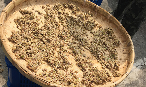 禾津濃場-諾麗果切碎讓陽光日曬及蔭乾交替自然乾燥